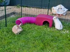 Våra två kaniner upptäcker Zippi skyddsrummet med lektunnel 