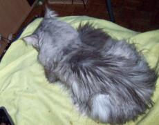 En grå maine coon katt som ligger på en filt