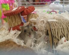 En liten brun hamster i en bur med massor av leksaker och tillbehör
