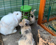 Kaniner som äter från Omlet kanin Caddi Godishållare