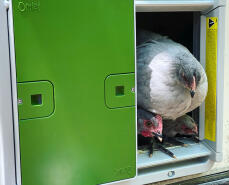 Kycklingar som tittar ut genom den automatiska dörren Omlet.