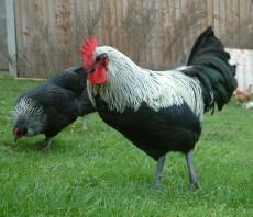 Norfolk Gray cockerel