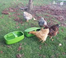 Kycklingar som äter ur foderautomaten