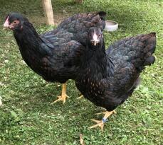 Två svarta kycklingar - barnevelder.