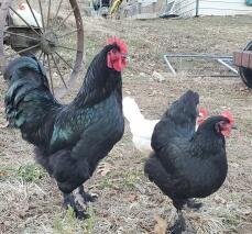Två svarta langshamkycklingar.