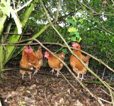 Fyra kycklingar i skogen