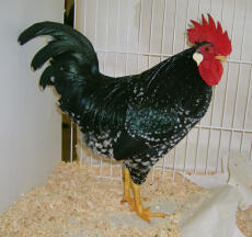 Anconam kyckling