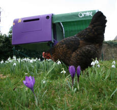 Kyckling i trädgården med lila Eglu Cube hönshus i bakgrunden med löpning och skugga