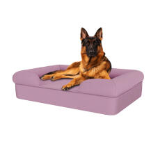 Hund sitter på lavendel lila stor minnesskum bolster hund säng