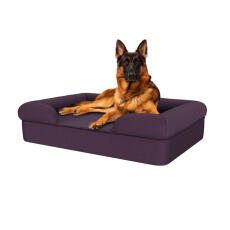 Hund som sitter på plommon lila stor skumgummibolster hund säng