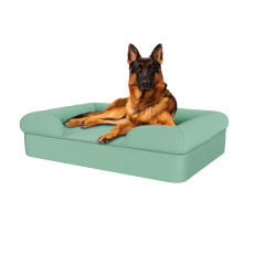 Hund som sitter på kungsblå stora minnesskum bolster hund säng
