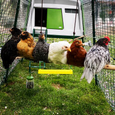 Grönt Eglu Cube stort hönshus med löpning med 6 höns som sitter på Omlet kycklingstång