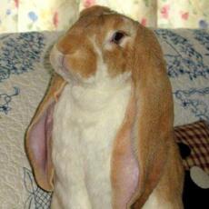 Kanin med långa öron som poserar