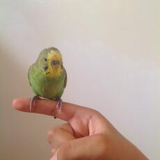En liten fågel som är på ett finger.
