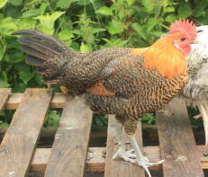 gyllene campine cockerel