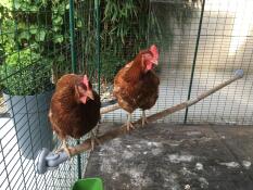 2 meter Omlet abborre 