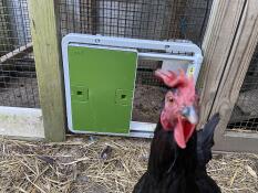 En nyfiken kyckling framför sin gröna automatiska dörr som är kopplad till en löpning.