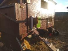 Kyckling som kommer ut ur ett trähus med Omlet grön automatisk dörr till ett hönshus