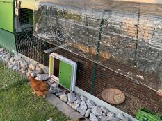 En kyckling som kommer ut ur sin hage genom en automatisk dörr till stallet