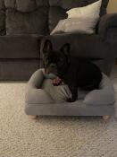 Minuit the frenchie Godkänd!