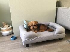 En hund på sin grå bolsterbädd