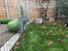 Kanin äter från en Caddi Godishållare i en kaninhage med en Zippi tunnel