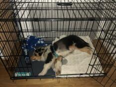Hund som sover i Fido Classic hundkorg