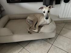 En hund som vilar på sin beige skumgummisäng med minnesskum