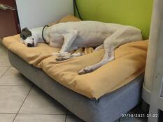 En vit stor hund som sover fridfullt i sin säng med gul sovsäck som toppning