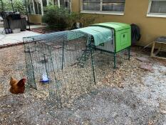 En kyckling som går in i en Eglu Cube med en 3 meters löpsträcka.