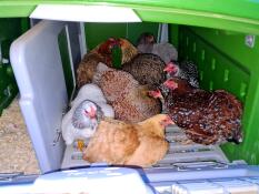 Höns inuti Omlet Eglu Cube stort hönshus