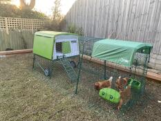  Eglu Cube hönshus med 3 meter lång springbana.