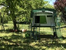 Ett stort grönt Cube hönshus med tillhörande springgård