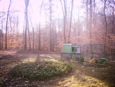 Eglue Cube med 3 meters förlängning - rymmer våra fyra höns och är lätt att flytta runt på gården och i den närliggande skogen.