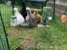 En flock fluffiga kycklingar i sin hönsgård.