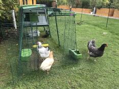 Grönt Eglu Cube stort hönshus med tre höns och springa med tre höns