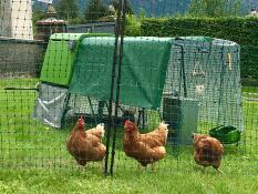 Tre orange kycklingar bakom ett hönsstängsel med ett grönt Cube hönshus och en springa med lock över toppen.