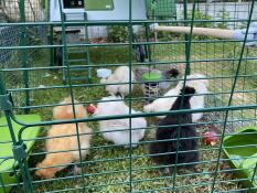 Omlet grönt Eglu Cube stort hönshus med höns och springa med höns