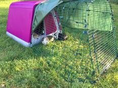 Hamish & andy älskar sitt nya rosa piggy palace!