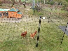 Omlet kycklingfäktning i trädgården