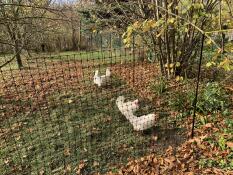 Några kycklingar som hackar på marken för att leta efter frön, bakom deras hönshägn.