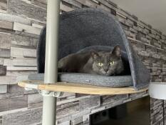 En grå katt som gömmer sig i sin grotta och sitter på sitt inomhusträd