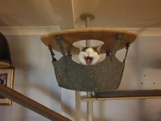 En gäspande katt i hängmattan i sitt inomhusträd