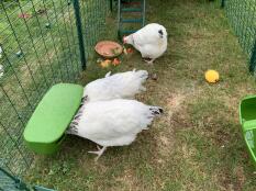Tre kycklingar som hackar lite mat i förlängningen av en Eglu Cube