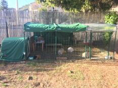 Min ramfamilj (5 kaniner) och mitt marsvin.