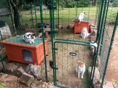 Fyra katter i en löpgård i en trädgård med kattbäddar och leksaker