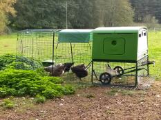 Grönt Eglu Cube stort hönshus och springa med höns i springan