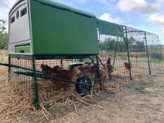 Omlet grönt Eglu Cube stort hönshus med höns och springa med höns