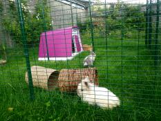 Ett par kaniner i sin inhägnad, bredvid sin rosa bur.