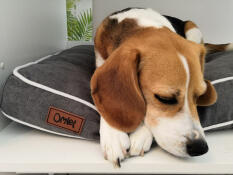 Hund sover på Omlet Fido säng